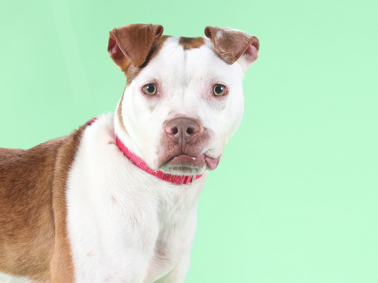 Last week's pet, still available: Helena